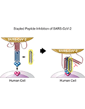 Stapled peptide inhibitors